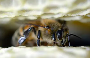 Miel pressé - Lumière d'abeilles